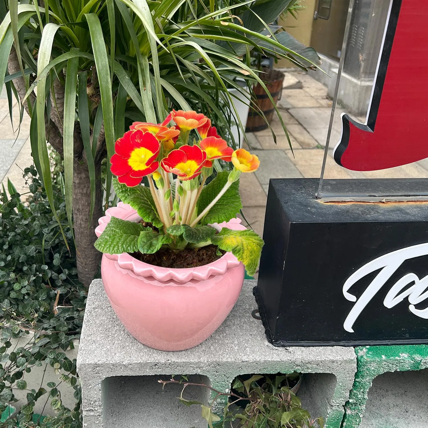 8in Pink Ceramic Self Watering Planter - Terracotta Maintenance Plant Seeder for Indoor African Violet Plants