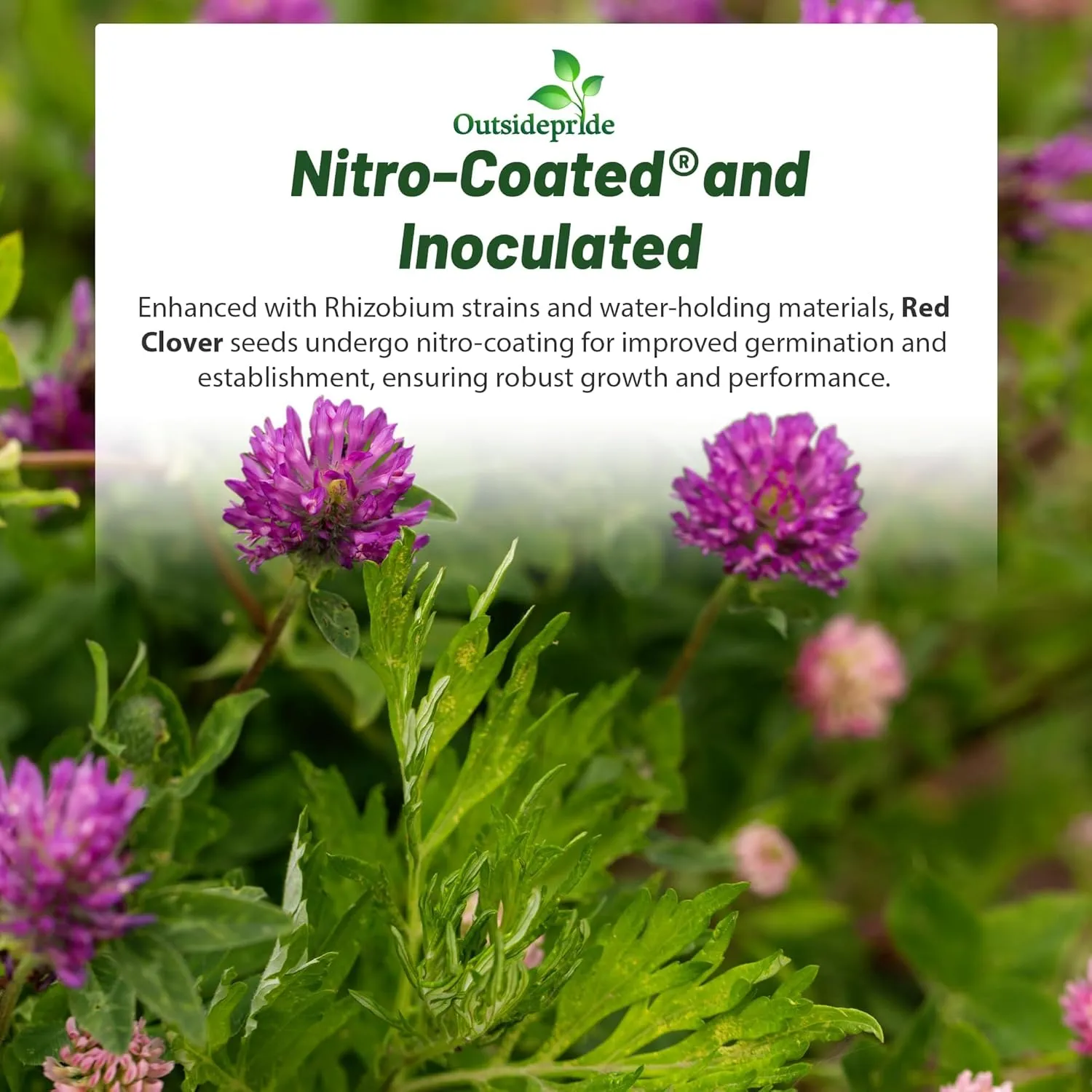 Outsidepride Perennial Red Clover Seeds - 2 lbs. Self-Seeding, Nitrocoated, Inoculated Clover Seeds for Lawn, Yard, Forage, Pasture, Hay, Nitrogen Fixation, Soil Improvement & Crop Rotation Programs